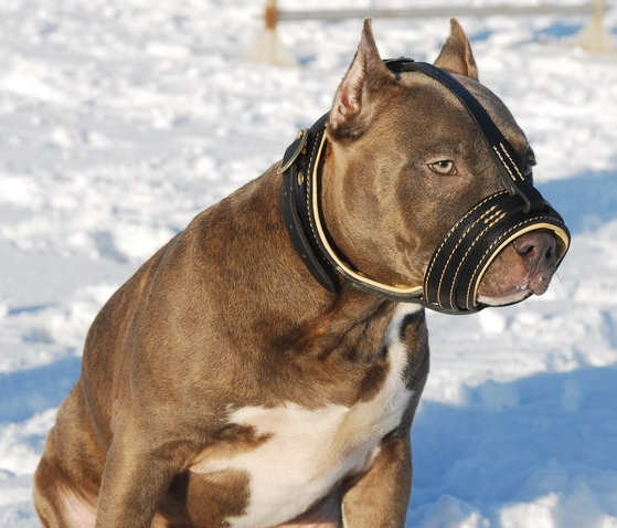 Amstaff Nappa gepolsterte Bestseller Hund Maulkorb